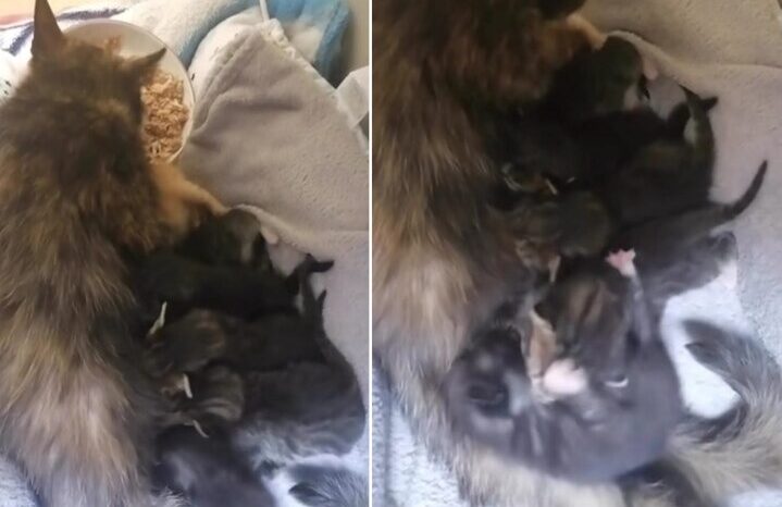 Katzen-Mama und sechs kitten in feld gefunden: Jetzt kämpfen die kleinen um ihr überleben